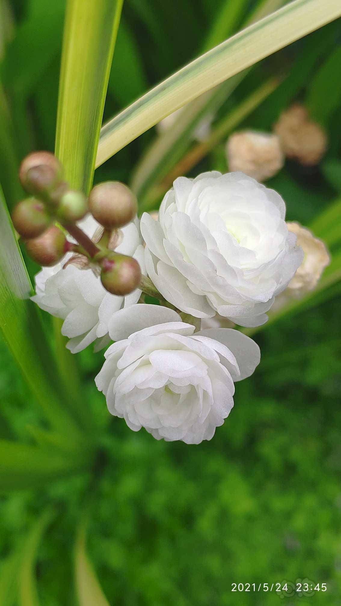 重瓣慈姑一起来玩啊