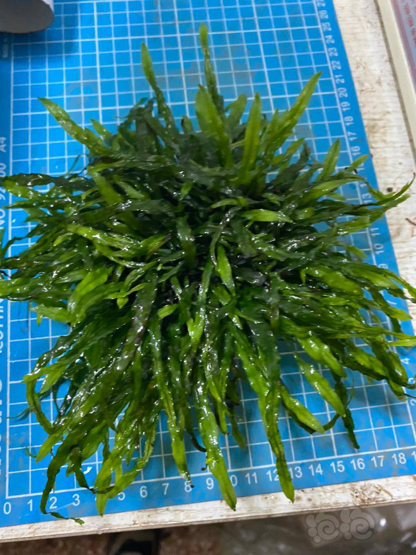 出叉叶铁丹麦细叶铁珊瑚莫斯小叶美凤莫斯