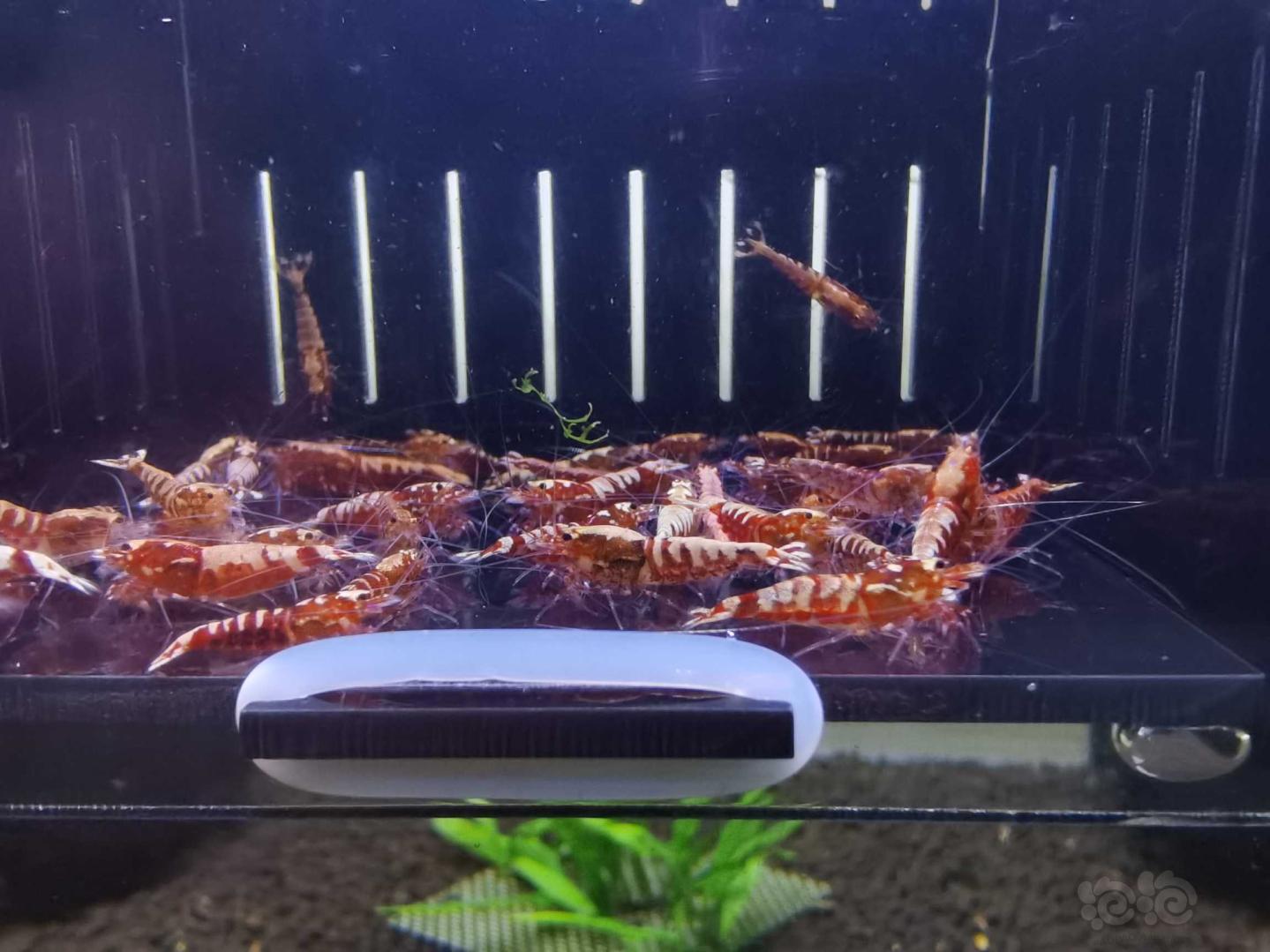 【虾】2021-5-9#RMB拍卖红银河水晶虾40只-图3