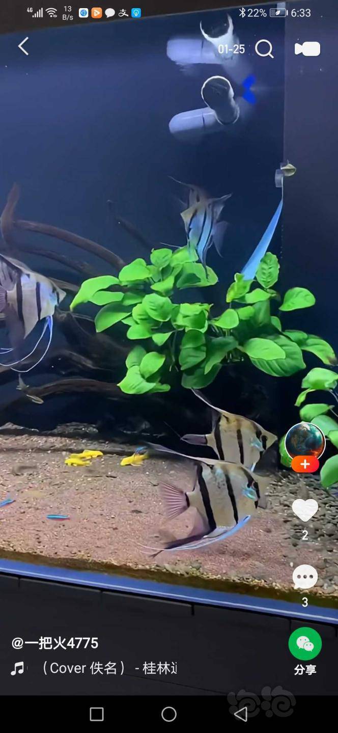 水草 求购水溶皇冠类好养水草 泡泡水族