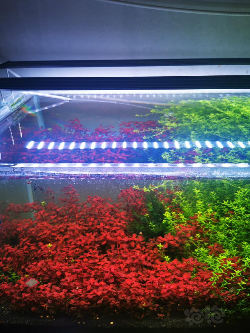 尼奥xp系列水草灯，并联灯盘专业草房养殖-图7