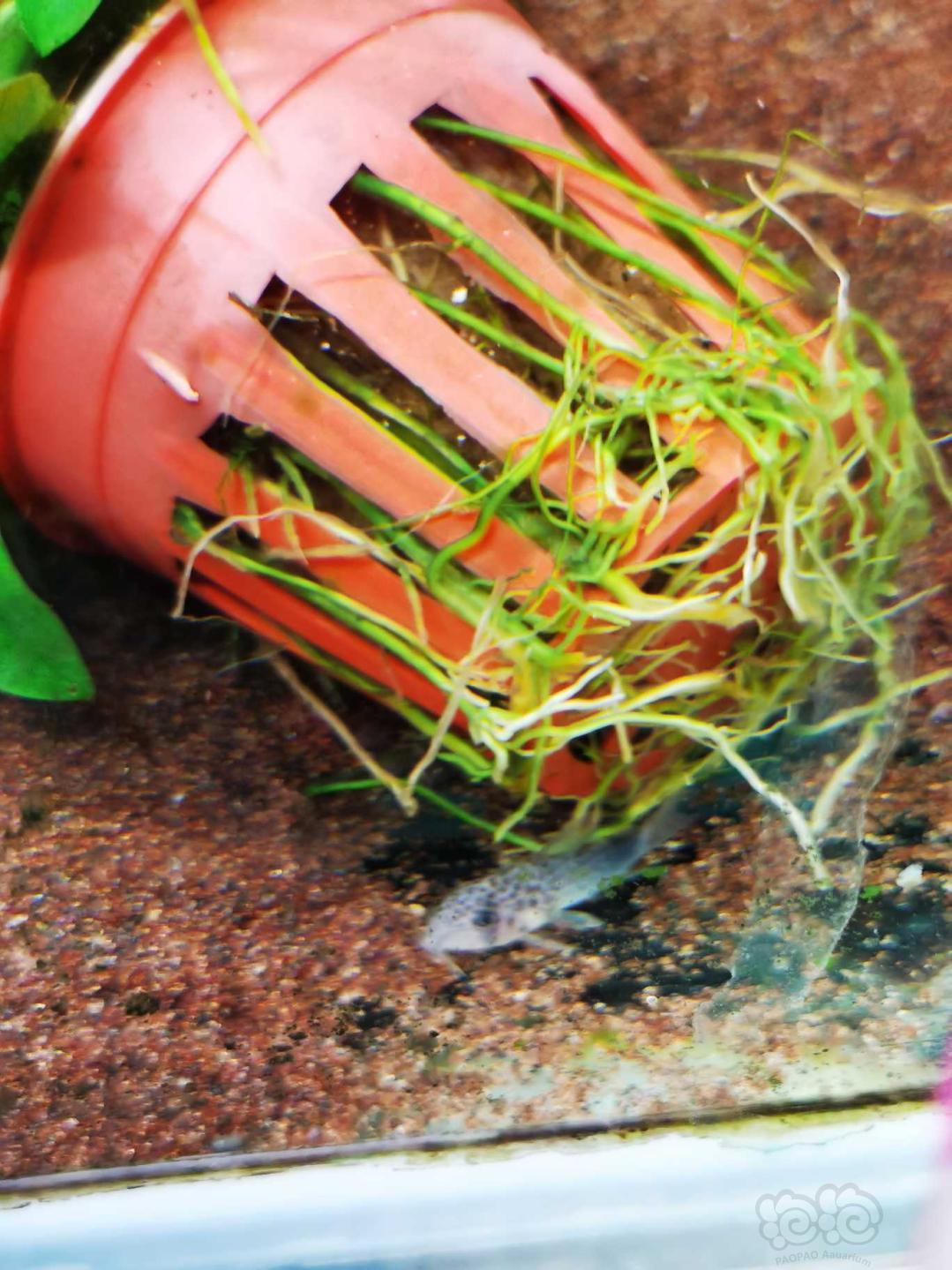 【鼠鱼】紫罗兰鼠鱼很漂亮-图1