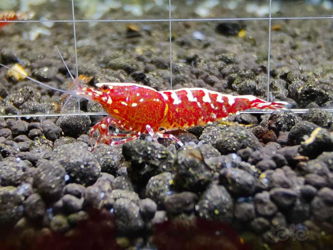 【虾】2021-05-29#RMB拍卖 红银河鱼骨4只-图3