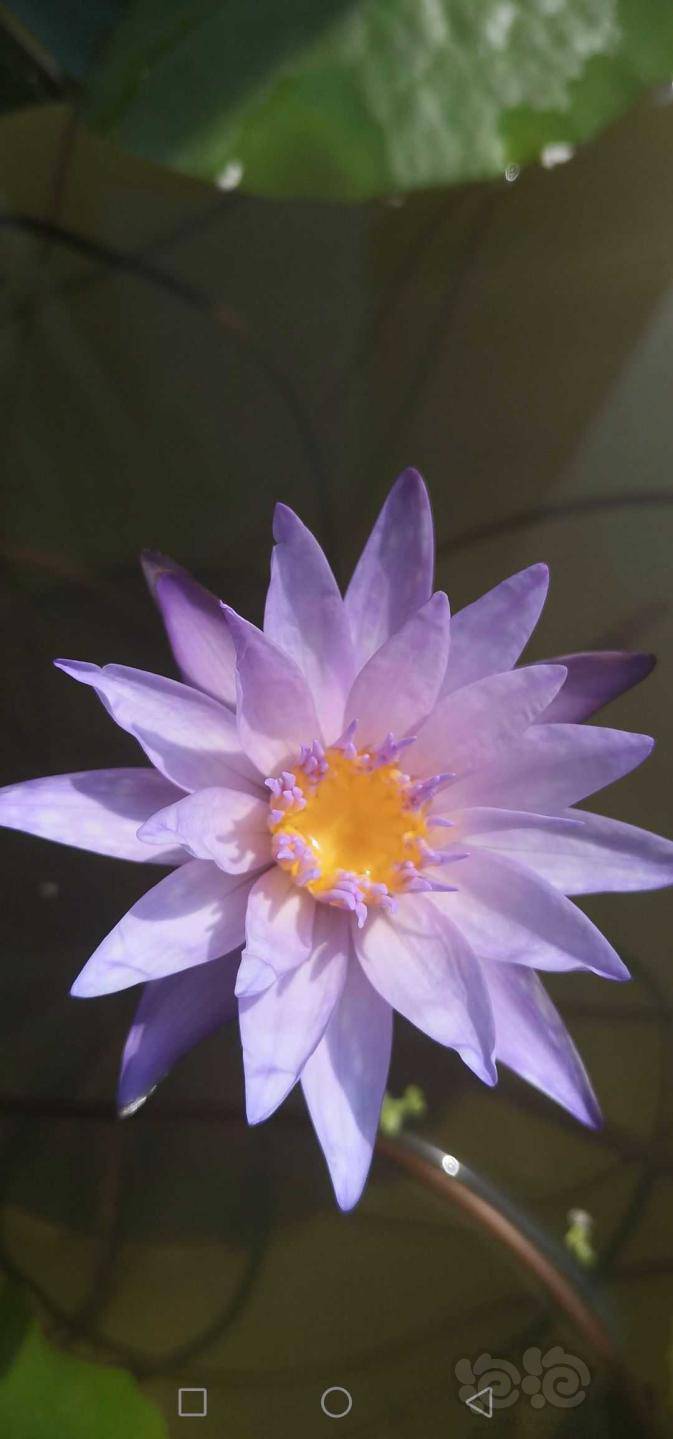 去年种的热带睡莲 蒂娜当年就开了好几朵花