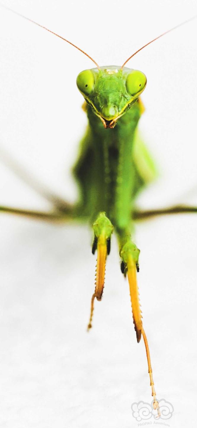 超级手机壁纸：大自然中的小昆虫是多么的神奇！2K原图无水印-图4