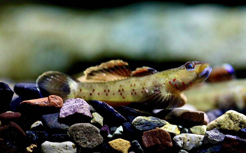 喉纹新红吻虾虎