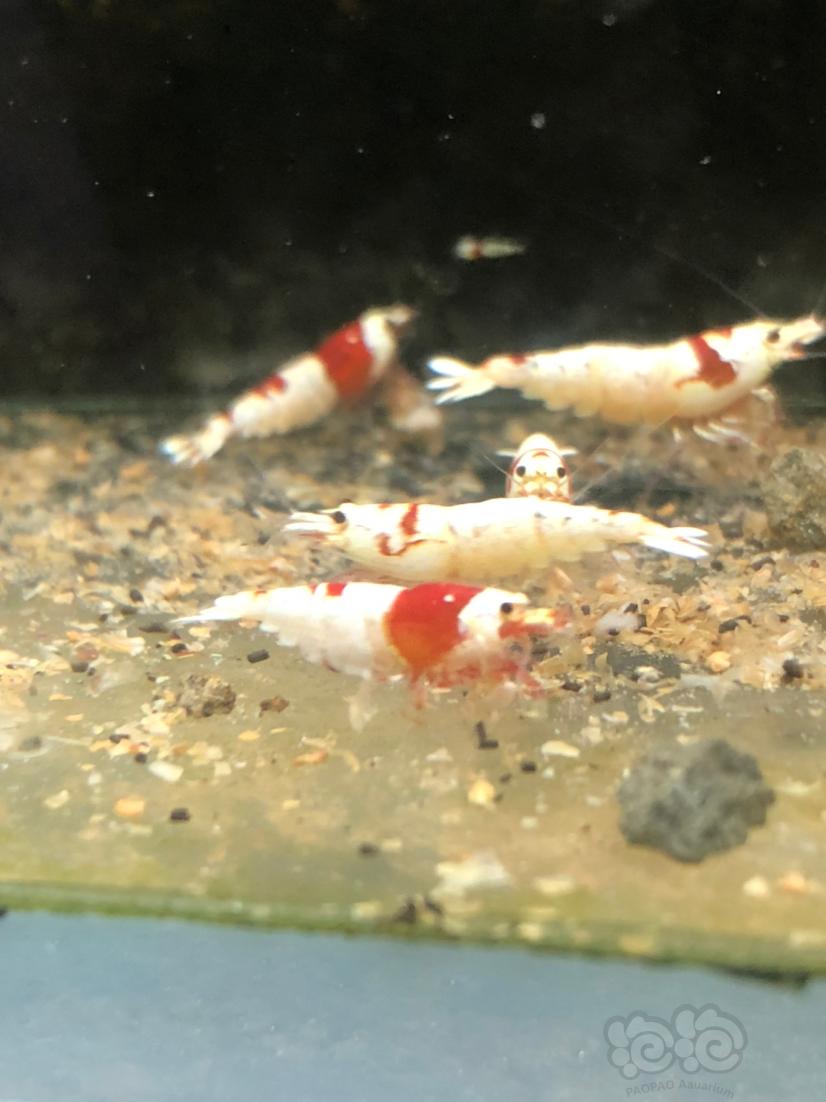 出售红白水晶虾-图1