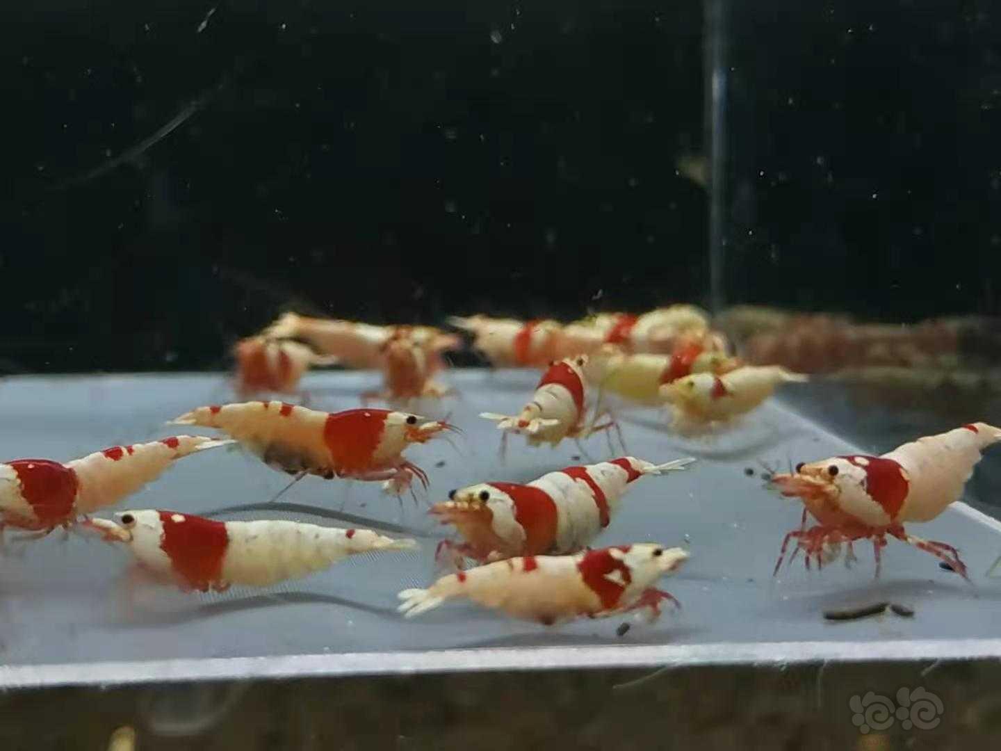 【虾】2021-05-23#RMB拍卖#红白成母30只-图3