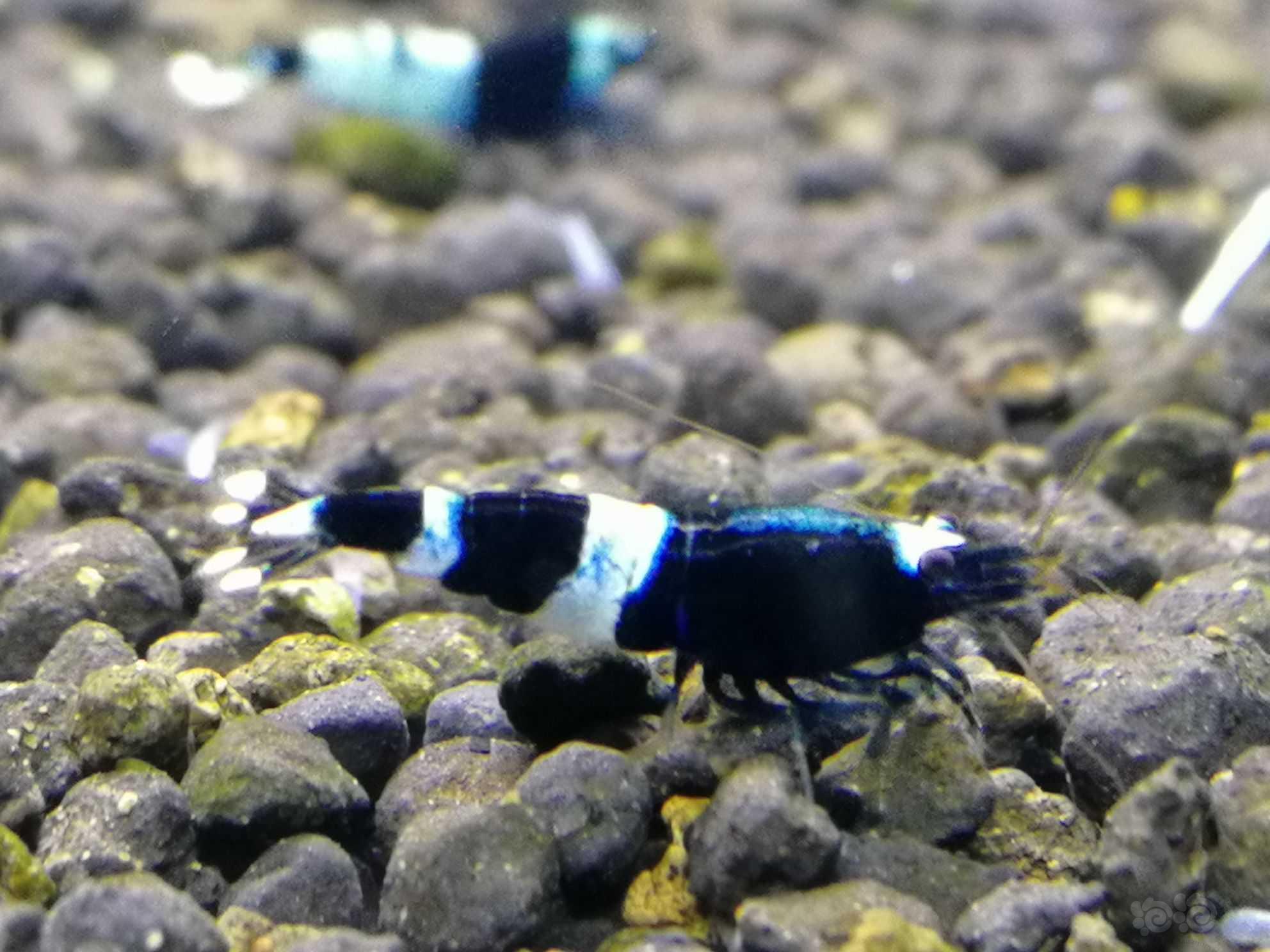 蓝色头线金刚水晶虾-图1
