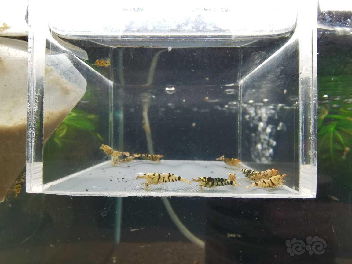 【虾】2021-05-16#RMB拍卖黑花虎12只-图2