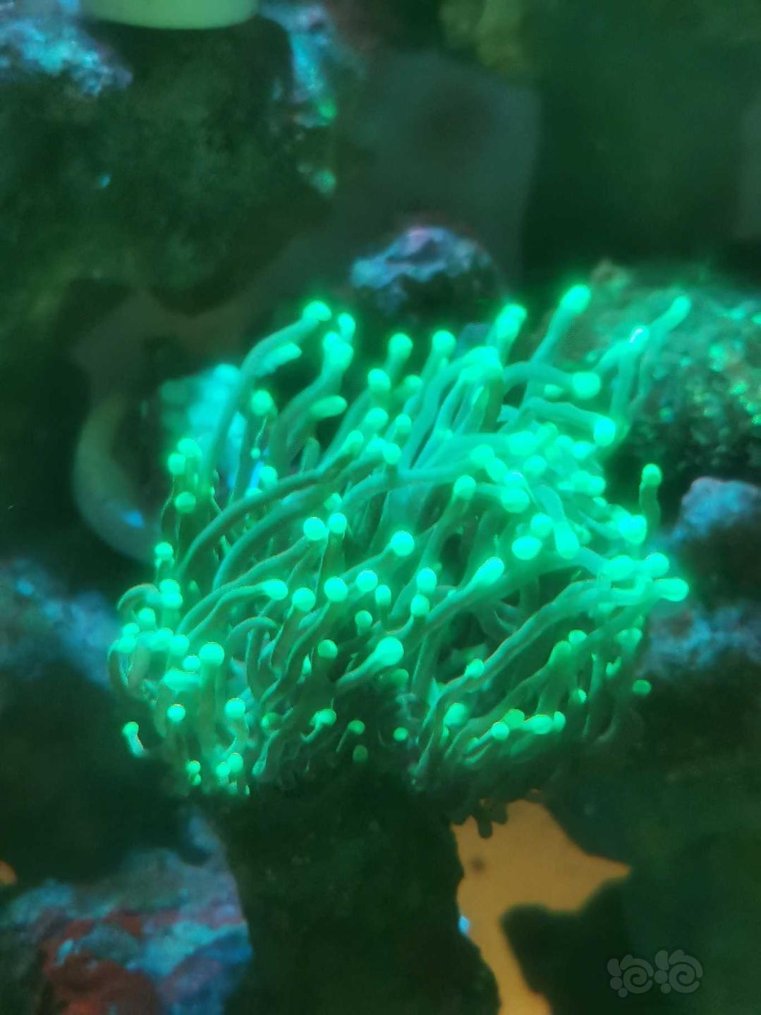 火柴头珊瑚…-图2