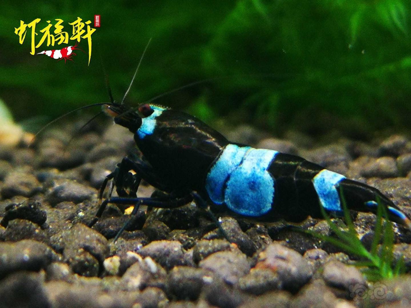 【虾】2021-05-11#RMB拍卖#蓝化黑金刚熊猫种虾3只-图4