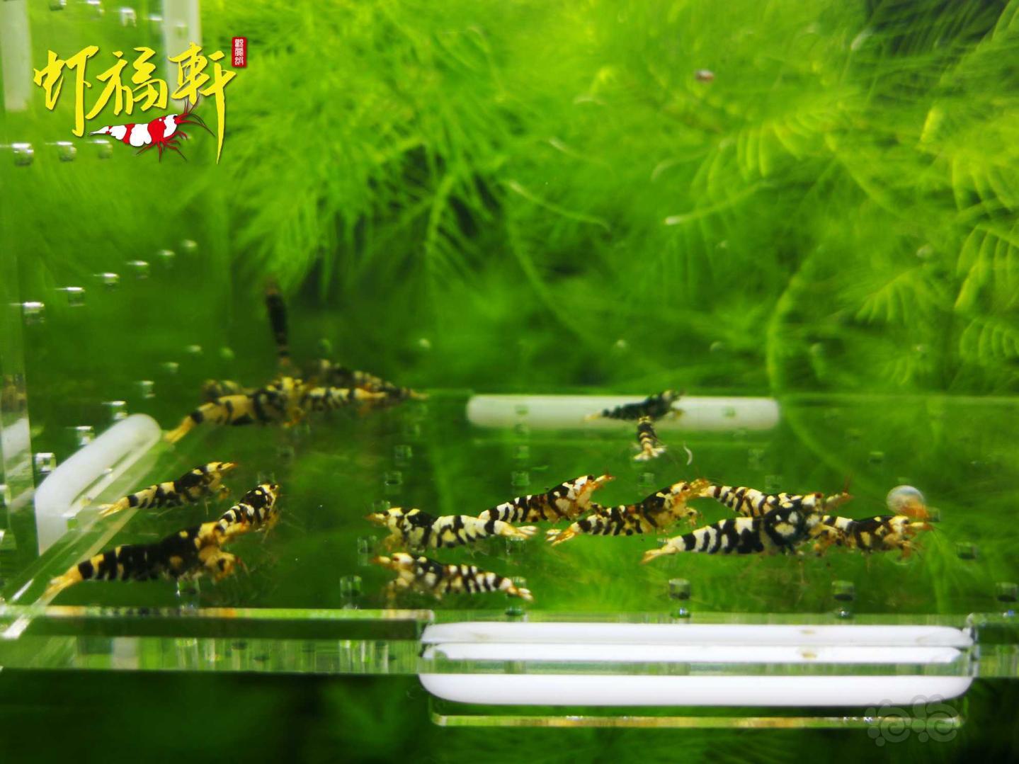 【虾】2021-05-11#RMB拍卖#黑花虎淘汰苗18只-图3