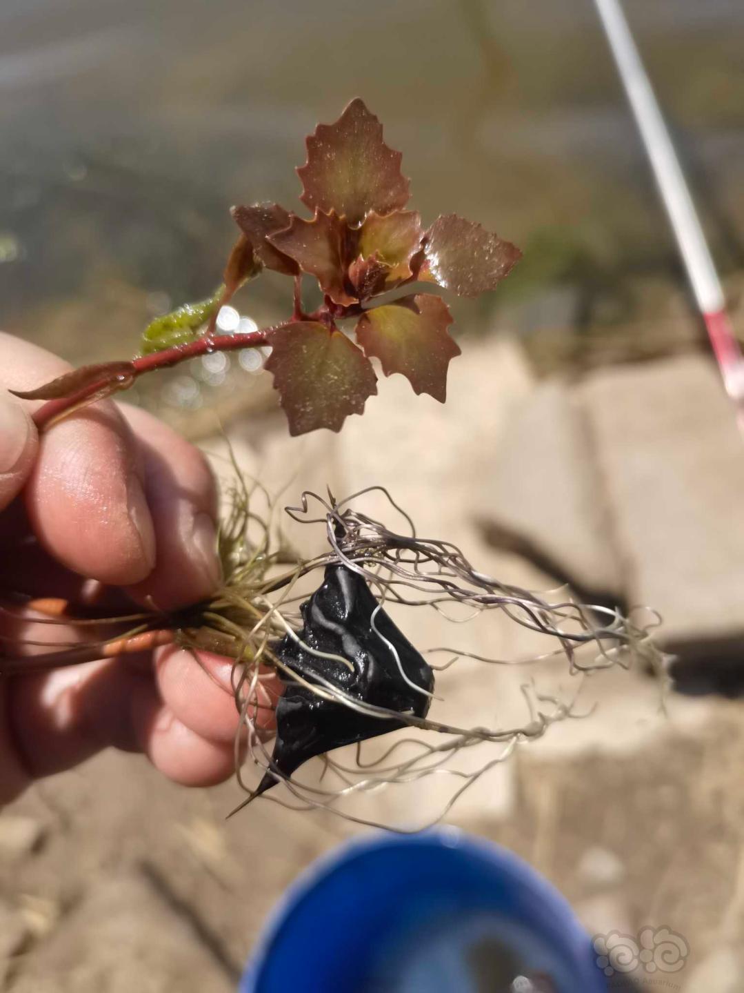 這是啥水草河邊釣魚看著的