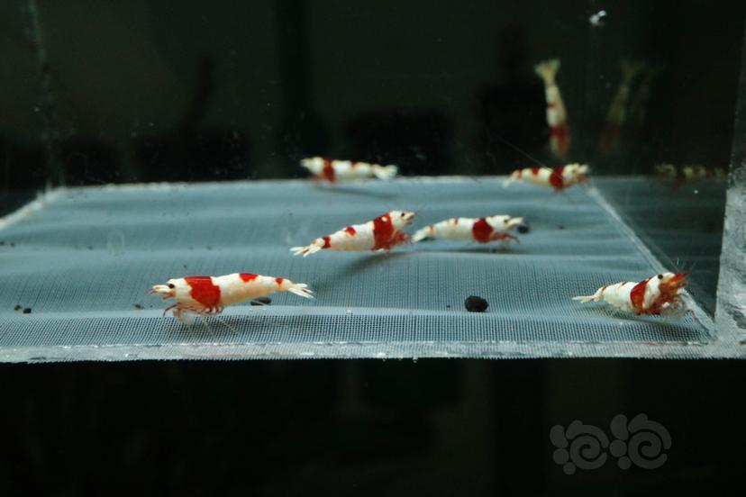 【虾】2021-5-6#RMB#拍卖纯血红白亚成10只-图2