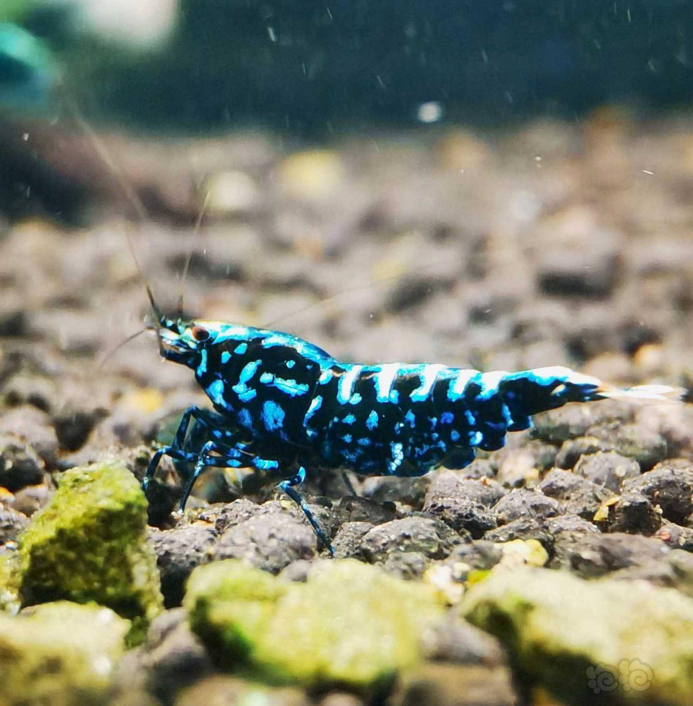 202159rmb拍卖黑银河蓝星雪花水晶虾一份1只