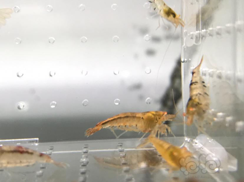 【虾】2021-5-24#RMB拍卖#橙眼水晶虾一份24只-图8