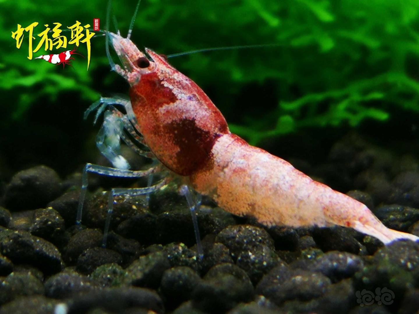 【虾】2021-05-18#RMB拍卖#新品火烈鸟3只繁殖组-图2