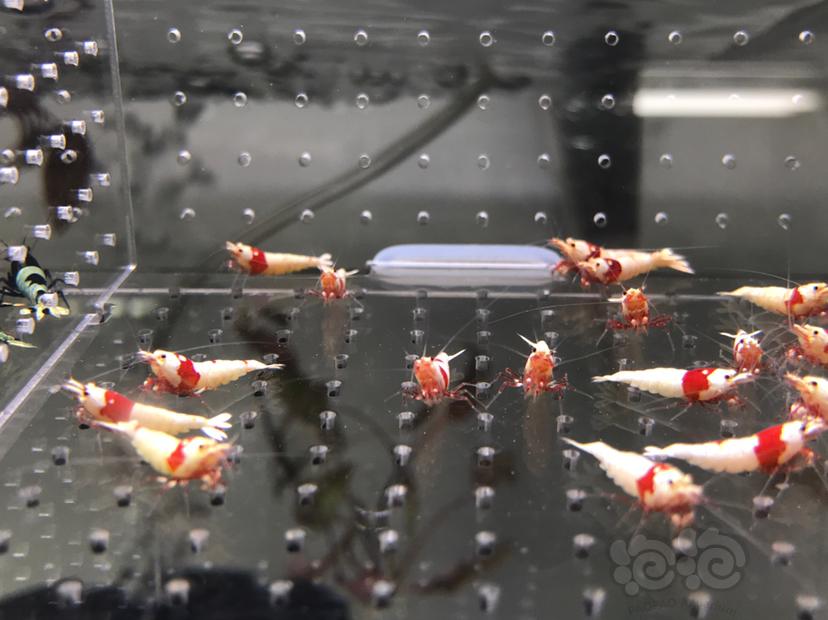 【虾】2021-5-31#RMB拍卖#纯血红白水晶虾一份18只-图2
