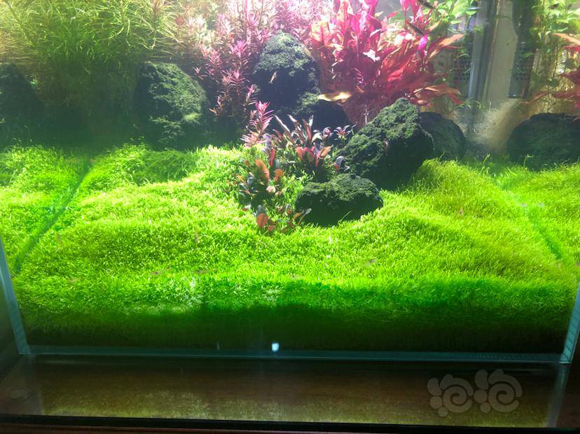 出挖耳草坪1010一片35包邮