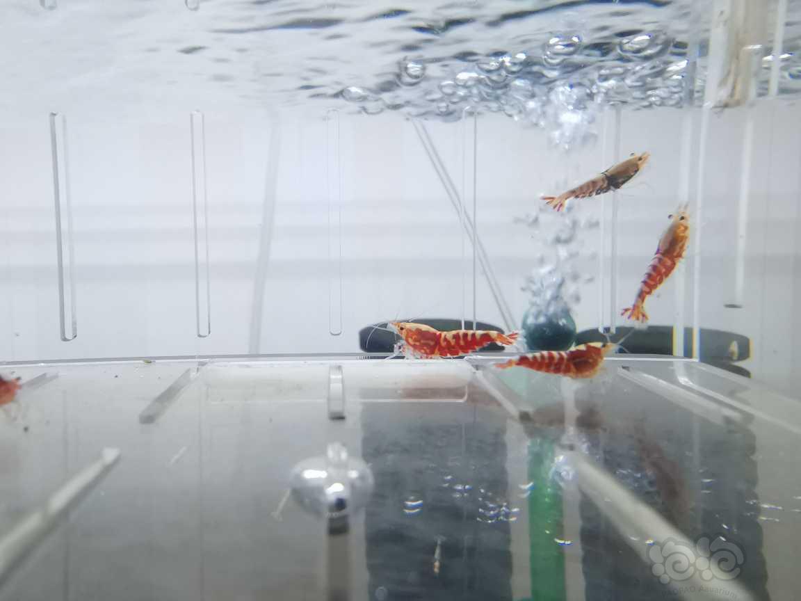 【虾】2021-05-17#RMB拍卖红银河水晶虾16只-图3