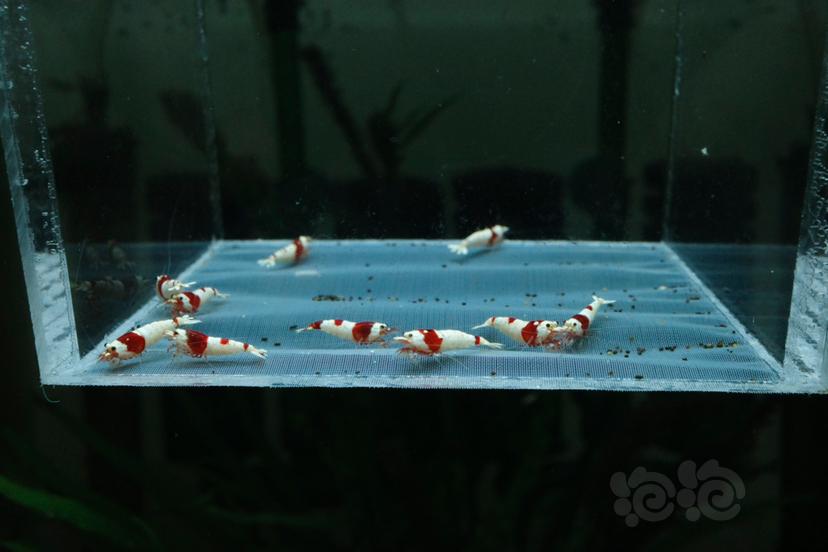【虾】2021-05-25#RMB#拍卖红白水晶虾压成20只-图2