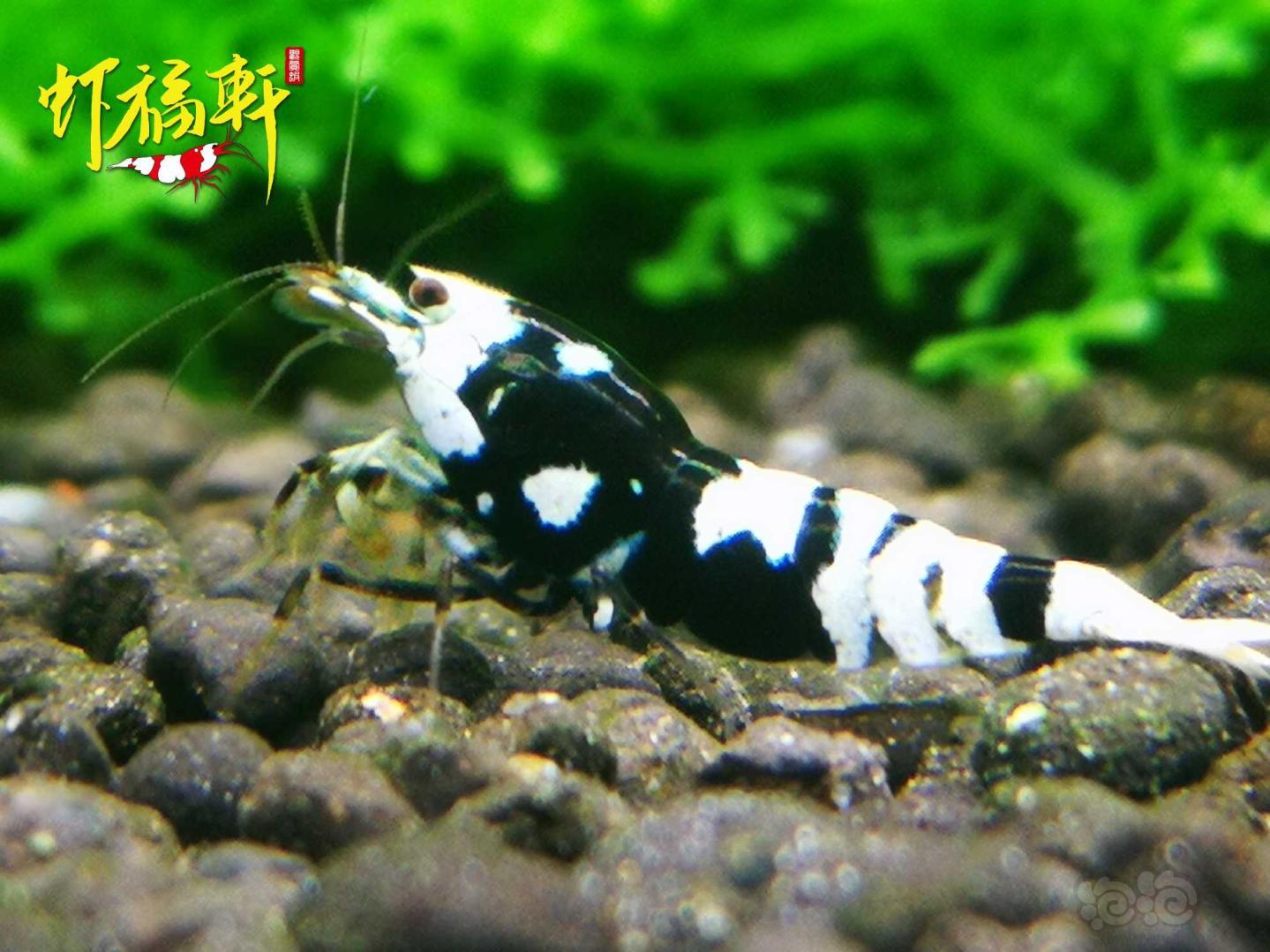 【虾】2021-05-04#RMB拍卖#黑花虎5只-图2