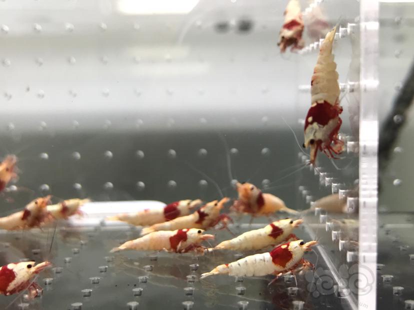 【虾】2021-5-30#RMB拍卖#纯血红白水晶虾一份15只-图8