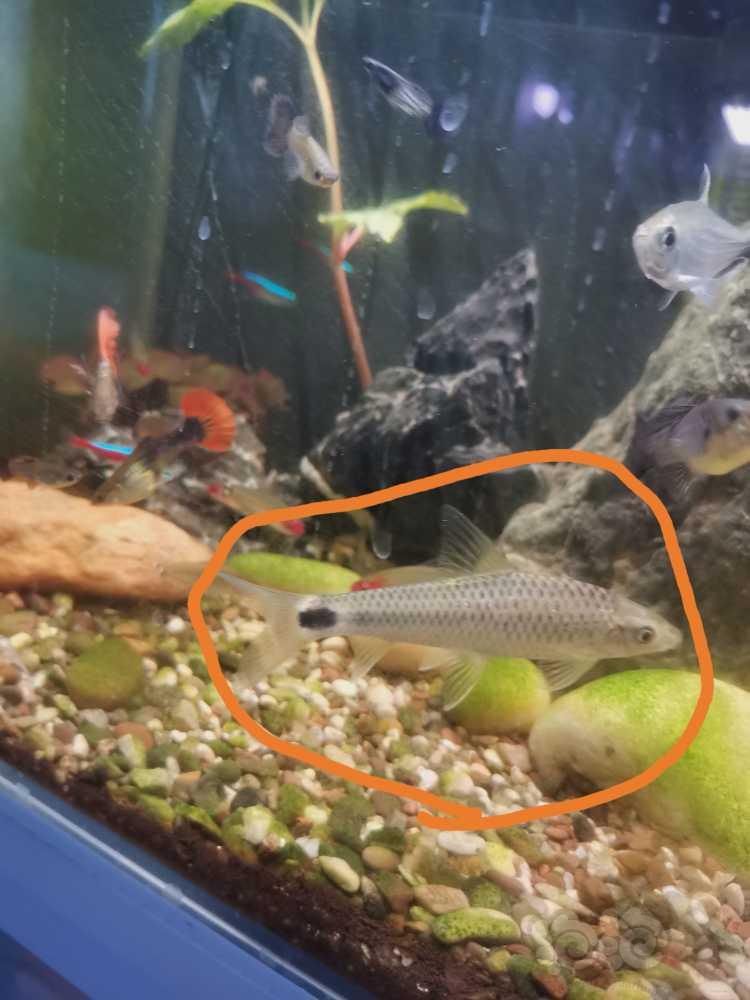 这是什么鱼？-图2