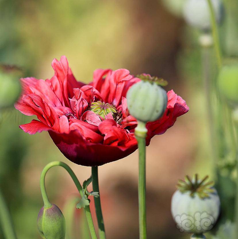 再发点罂粟花展