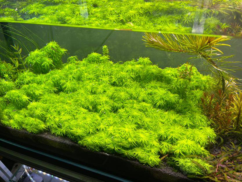 水草交易 出普太,绿太阳100颗一份,一份50元包邮  有需要的直接加我v