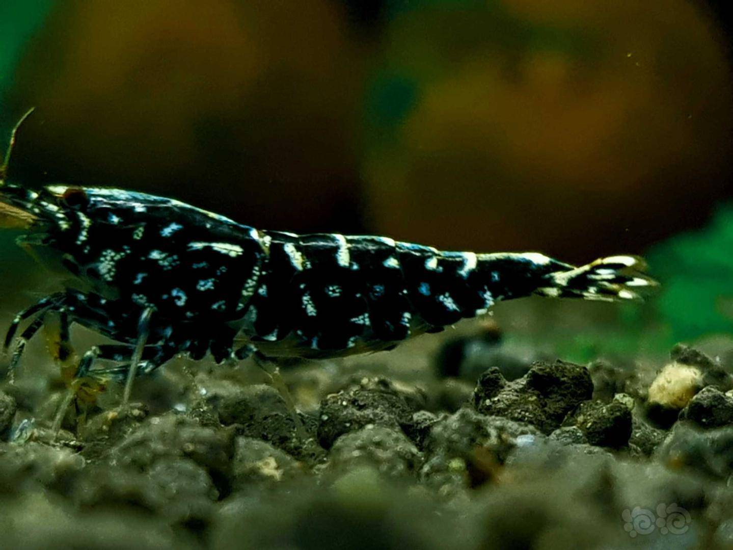 2021-05-07#rmb拍卖银河星钻新成一对一份2只