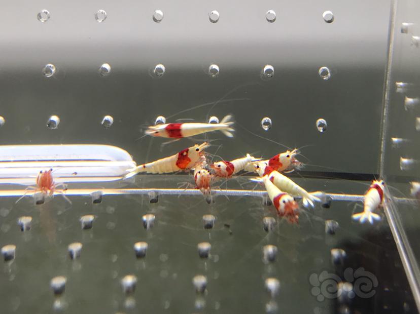 【虾】2021-5-30#RMB拍卖#红白水晶虾小苗子一份12只-图2
