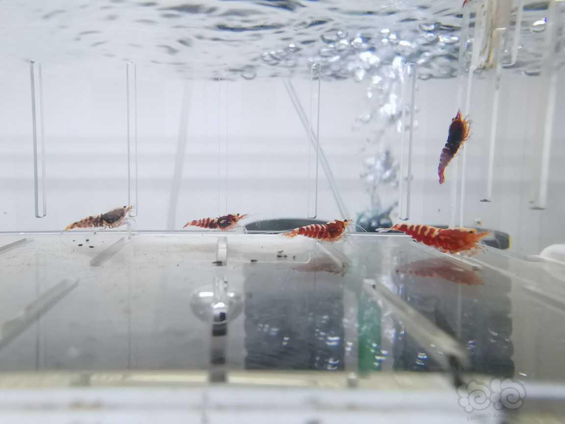 【虾】2021-05-17#RMB拍卖红银河水晶虾16只-图2