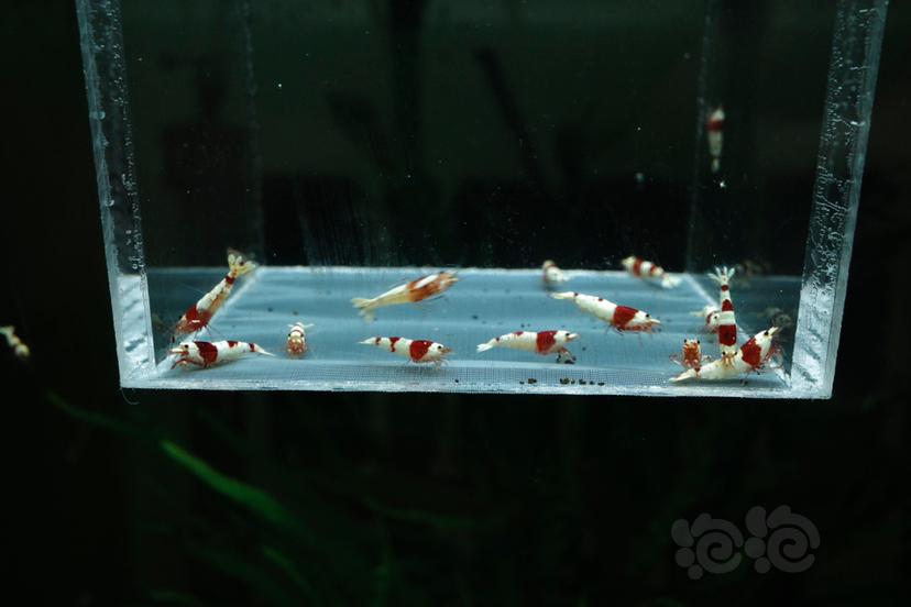 【虾】2021-05-24#RMB#拍卖红白水晶虾压成20只-图1