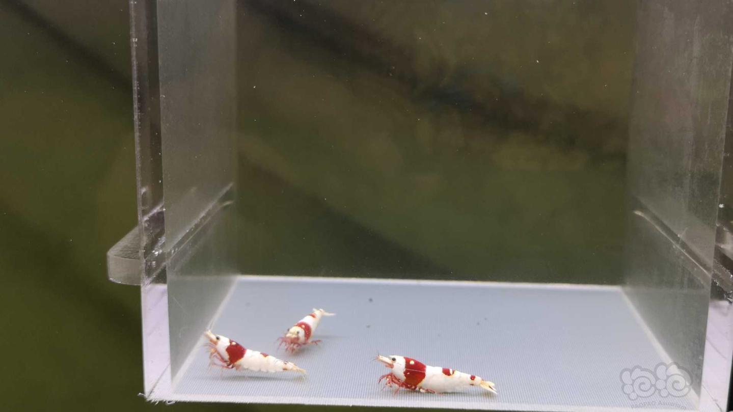 【虾】2021-05-07#RMB拍卖纯血红白一公二母-图13