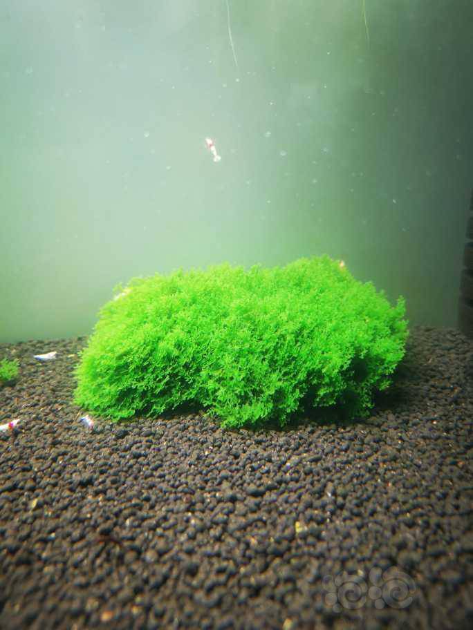 出细叶铁珊瑚莫斯