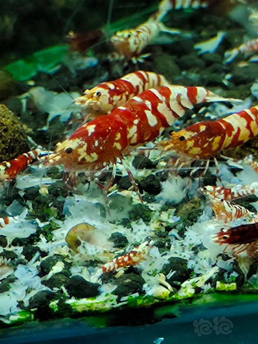 红花虎水晶虾-图9