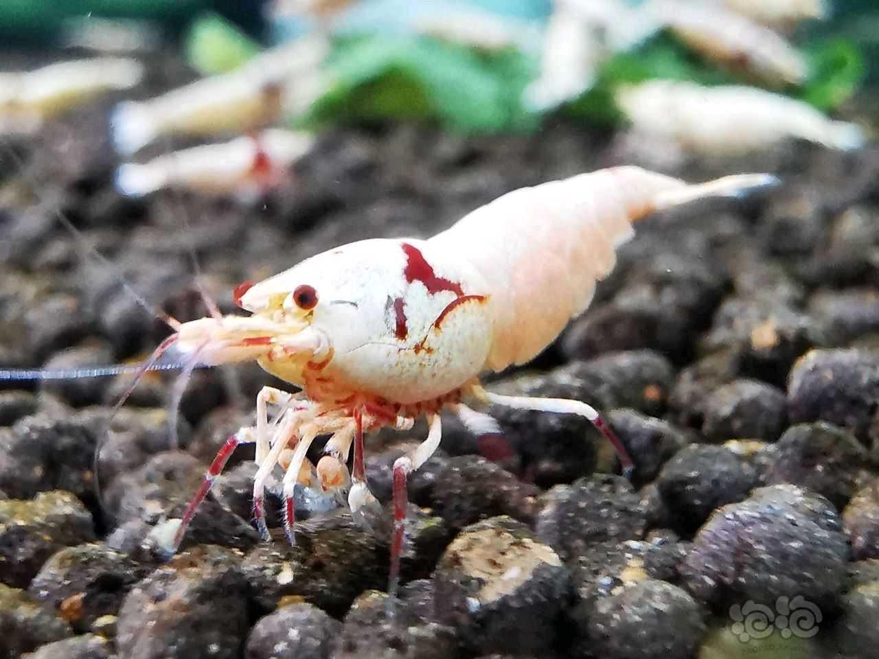 【水晶虾】出售红白黑白苗-图8