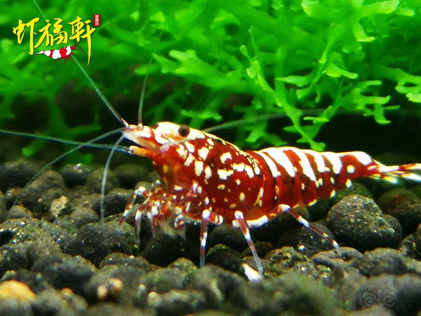 【虾】2021-05-09#RMB拍卖#红银河星钻2只-图5