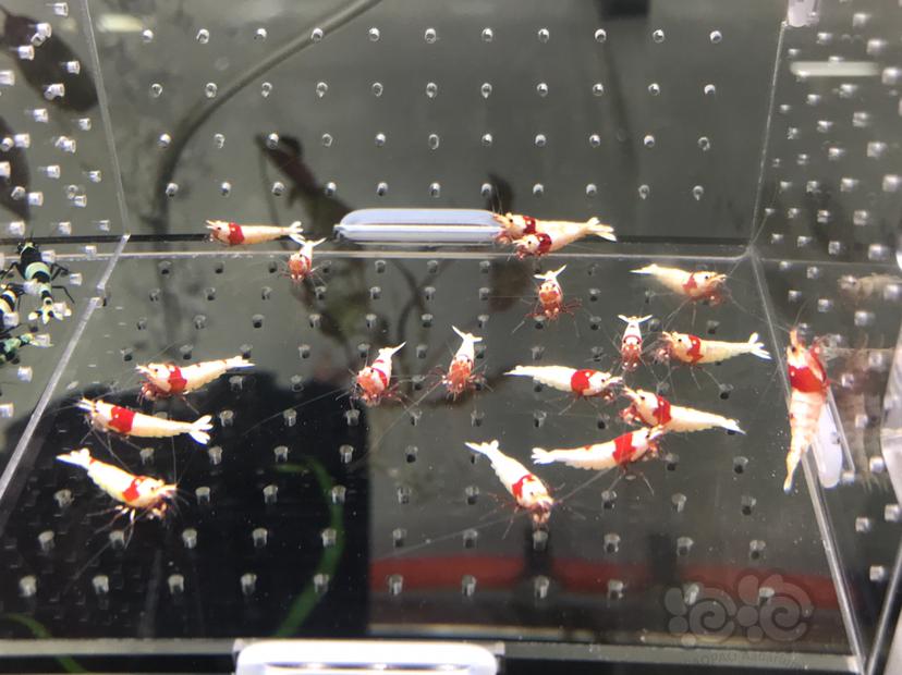 【虾】2021-5-31#RMB拍卖#纯血红白水晶虾一份18只-图1