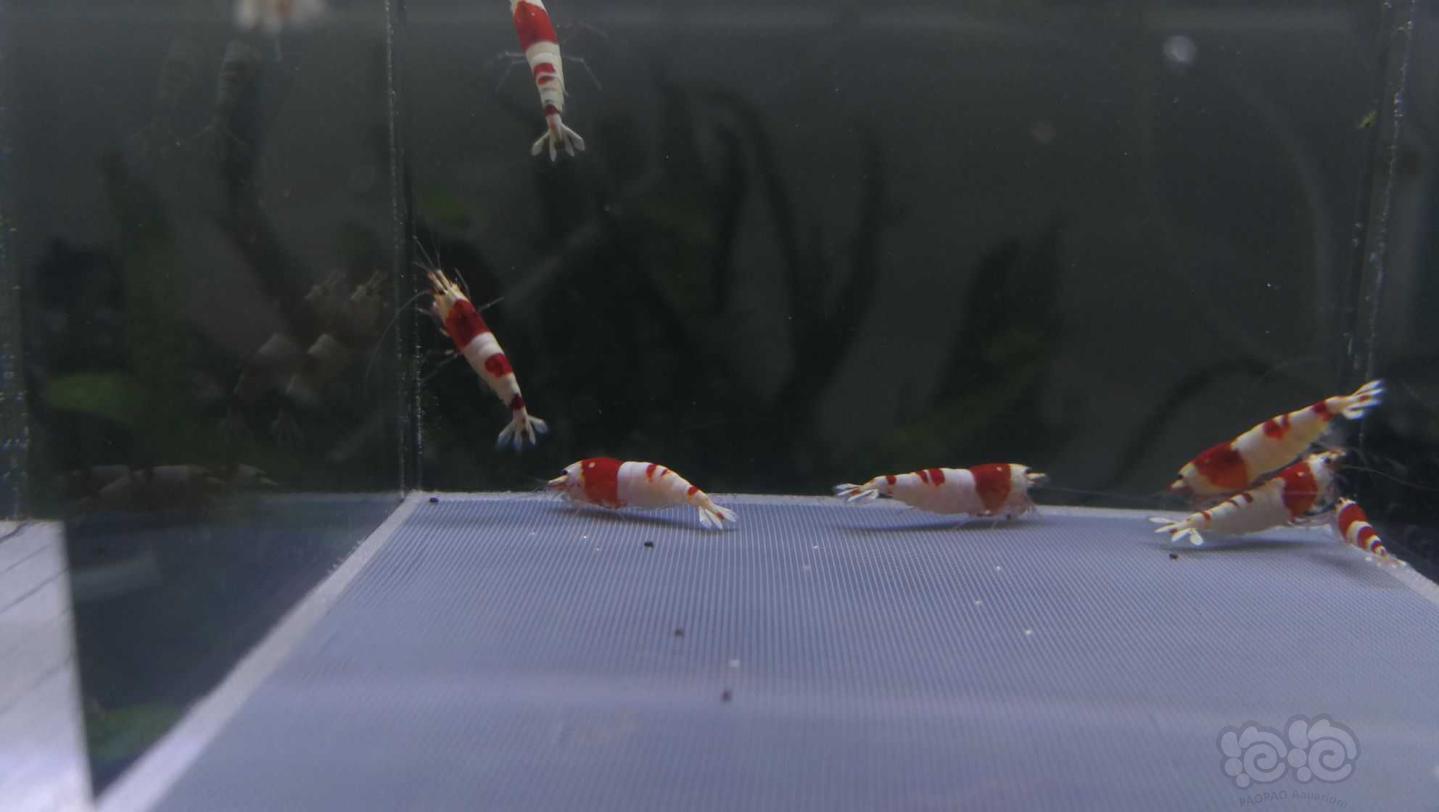【虾】2021-5-13#RMB拍卖#纯血红白繁殖组7只配2只小虾-图1