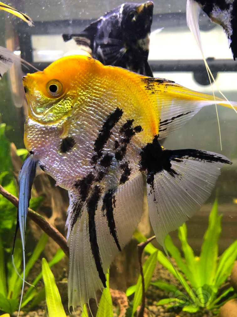 熊猫燕还能起头么