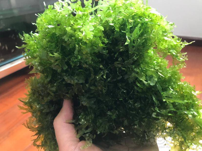 出售怪蕨莫斯量大便宜