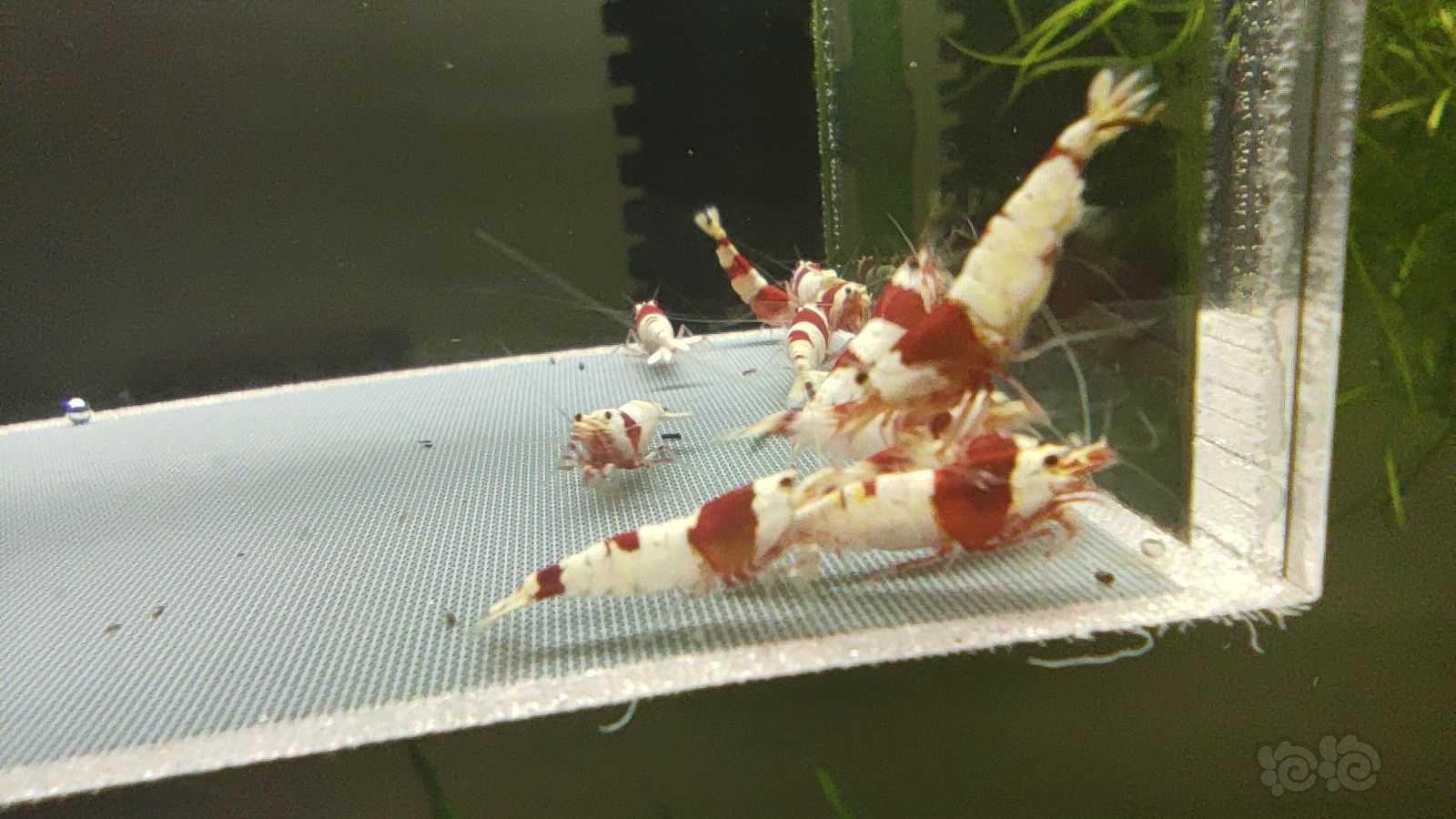 【虾】2021-05-28#RMB拍卖红白水晶虾15只-图4