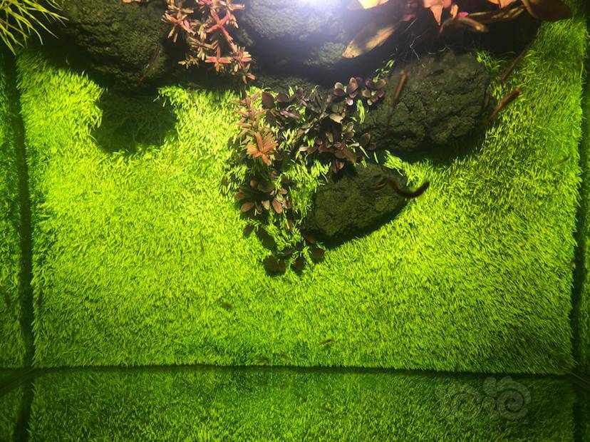 出挖耳草坪1010一片35包邮