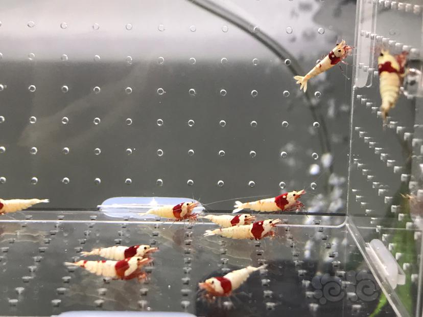 【虾】2021-05-27#RMB拍卖#纯血红白水晶虾一份15只-图6
