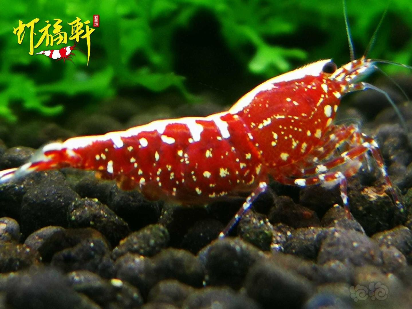 【虾】2021-05-09#RMB拍卖#红银河星钻2只-图1