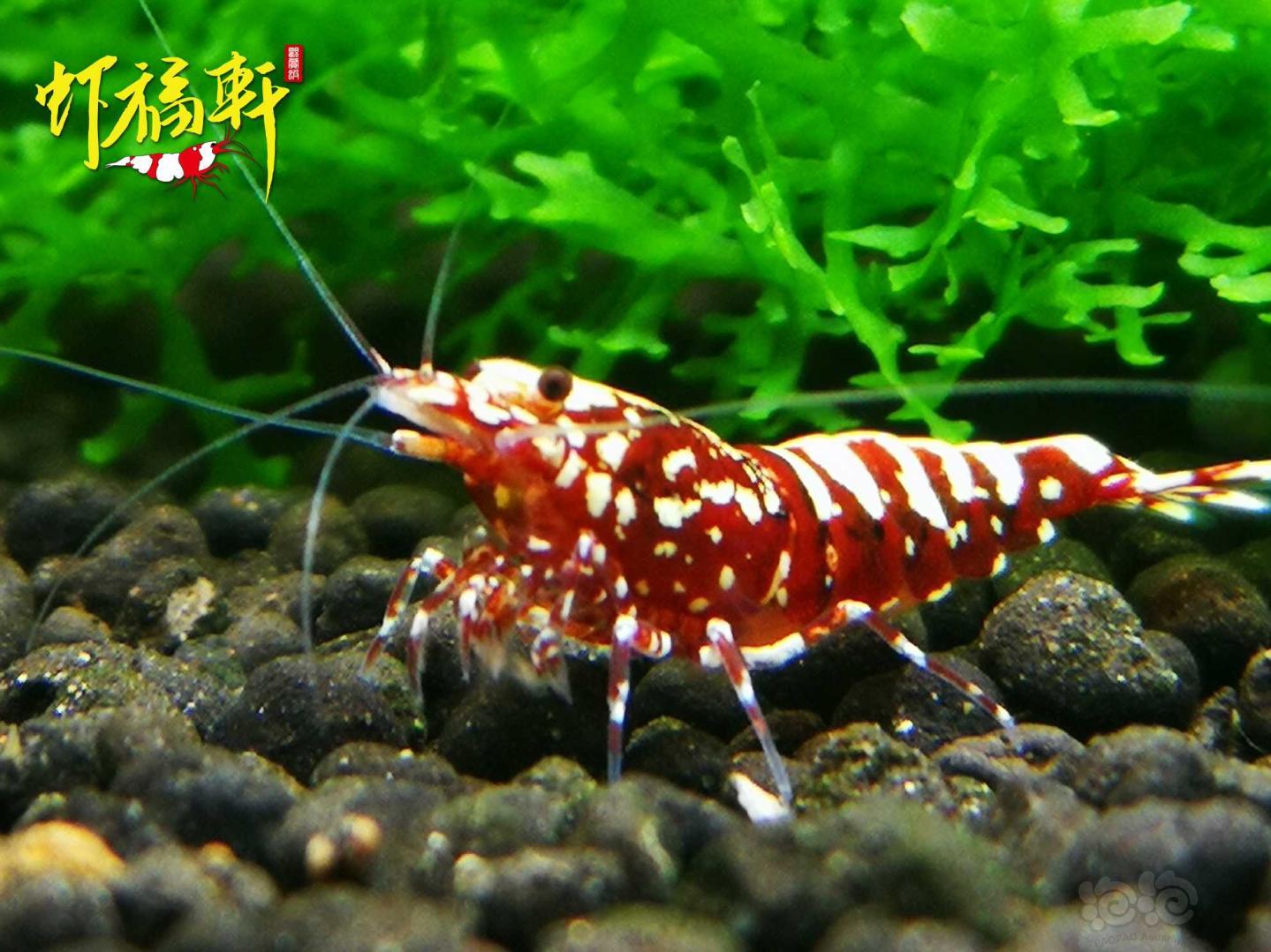 【虾】2021-05-09#RMB拍卖#红银河星钻2只-图4