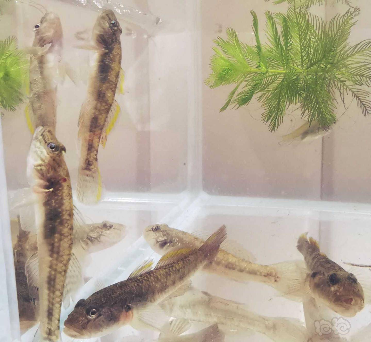 黄黝,塘鳢,虾虎?傻傻分不清楚